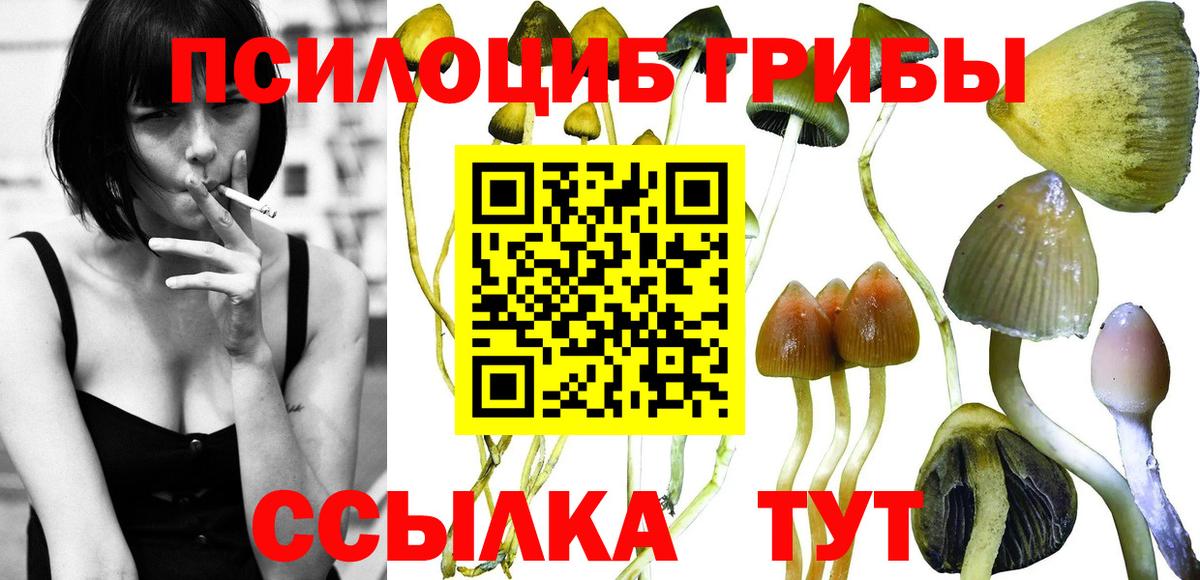 купить наркотик  Вход с VPN  Галлюциногенные грибы Magic Shrooms  Лесной  Галлюциногенные грибы Cubensis 